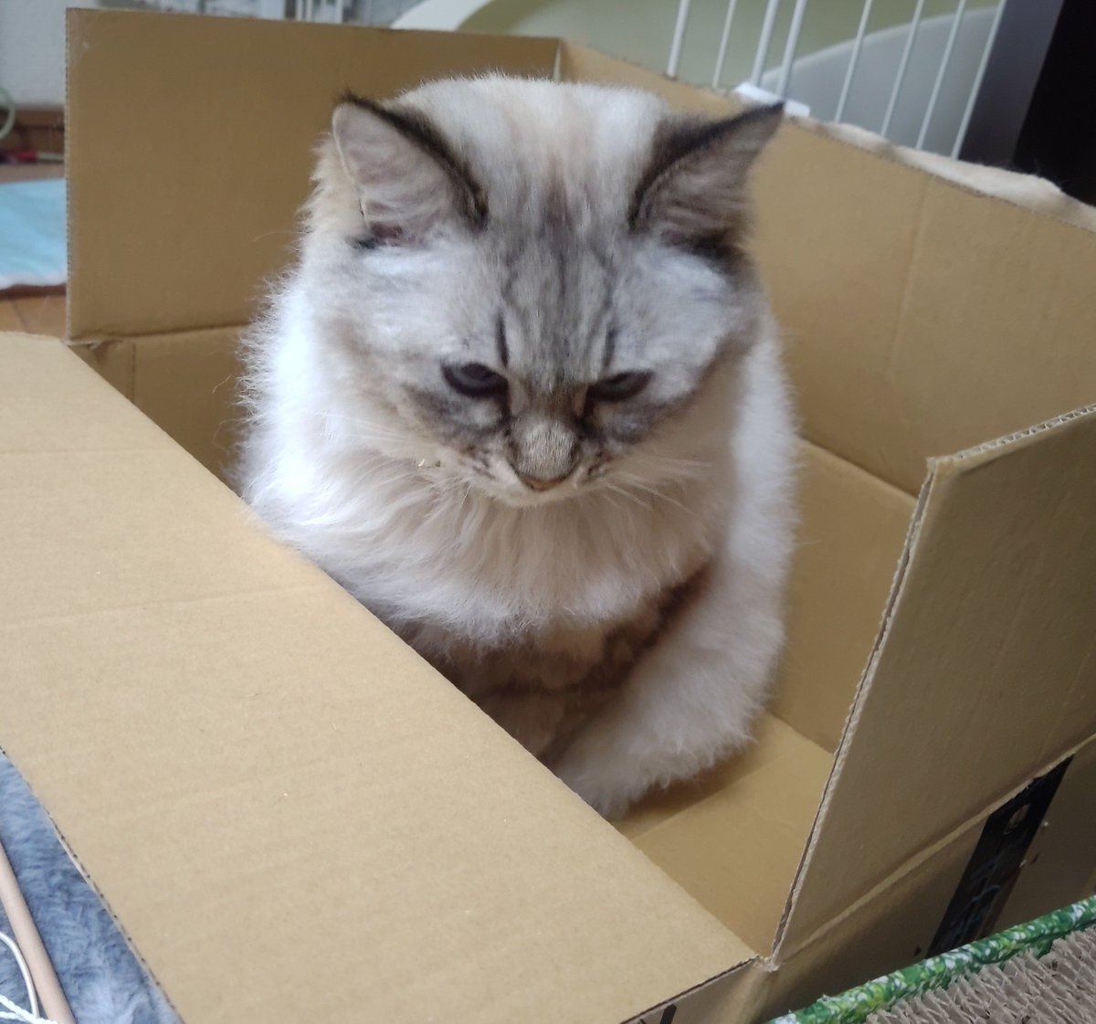 ChiroFusa's tweet photo. 捨て猫ごっこ🙀

好きだね～
段箱 https://t.co/z8esunKrSQ