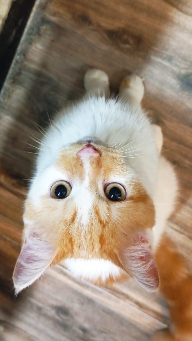 NoBriner's tweet photo. @kaiinux I have a few but, I loved these one the most, this first one is from the day I got em and the other one is when he directly looked upwards at the camera https://t.co/Gq64Kq6NYL