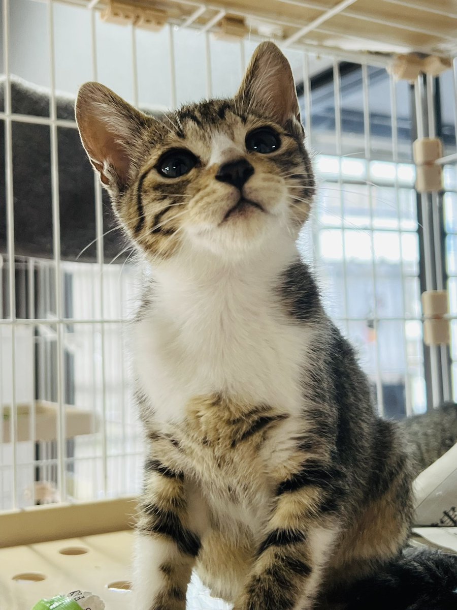 necoto_issyo's tweet photo. 7月デビュー子猫達の紹介をアップしました。
お見合い希望の方はお問い合わせください☺️
https://t.co/VKh04CilnQ https://t.co/tGTTM69re2