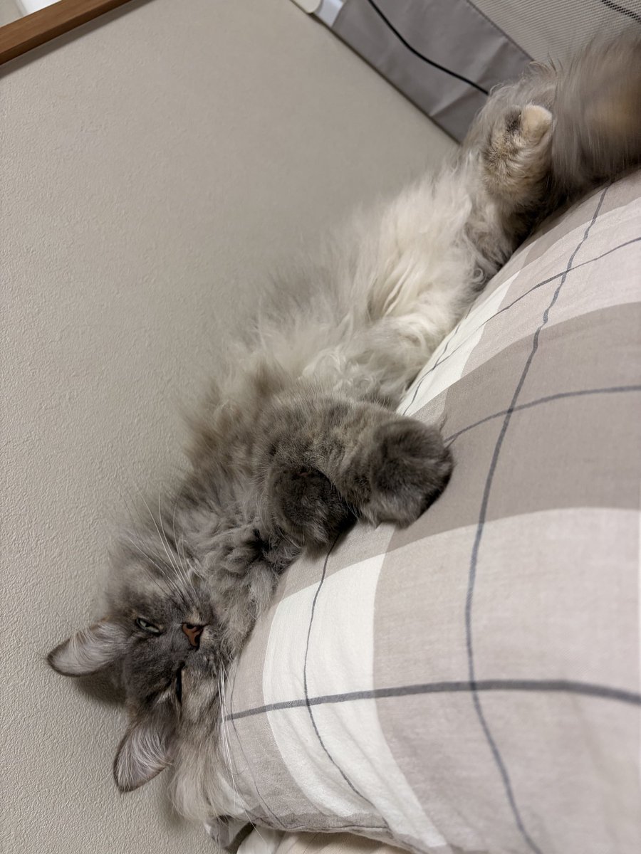 sumico_0123's tweet photo. 私の枕で寝るすみたん。
また目が痒くなるわぁ。。 https://t.co/n9ZiZcQy5E