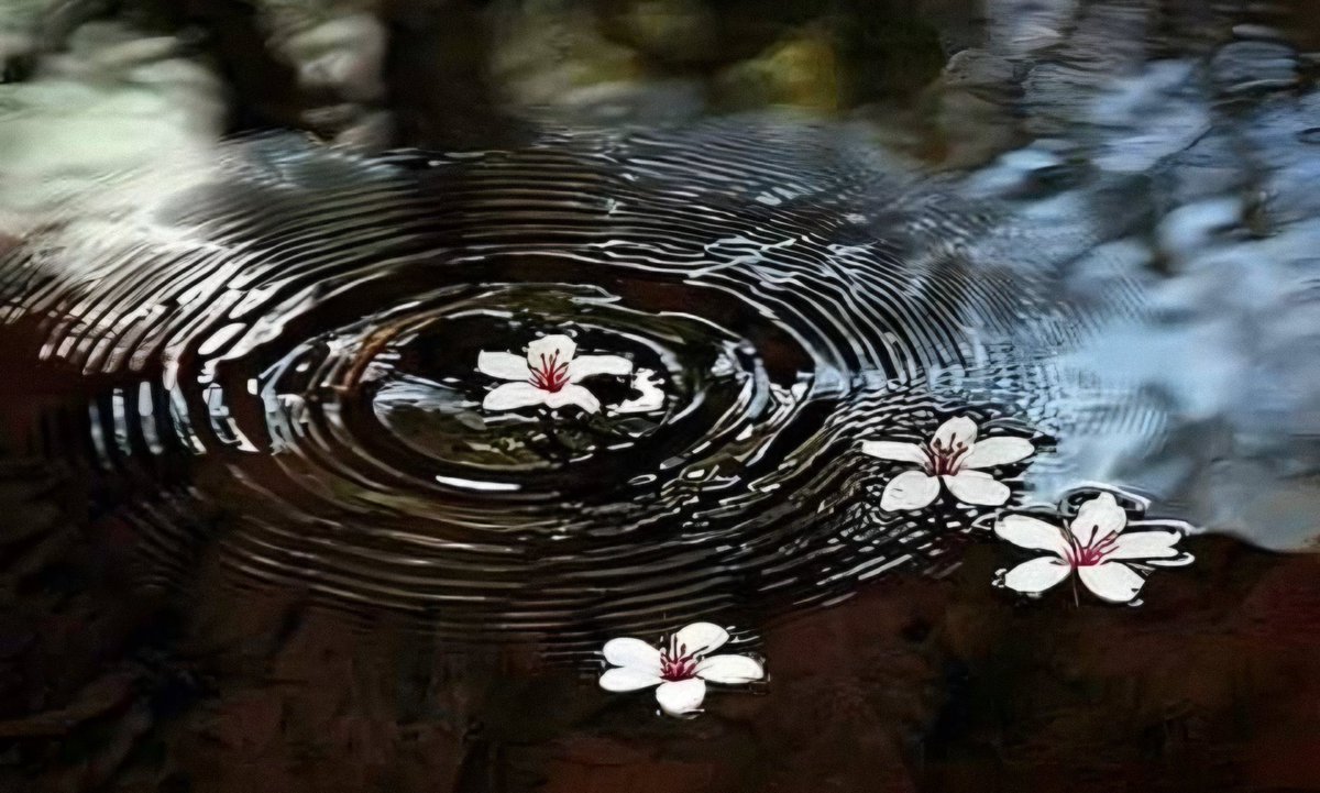 lilyavibe's tweet photo. drifting flowers 🌸 https://t.co/PBhAzqSH4p