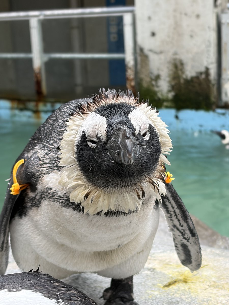 penguin