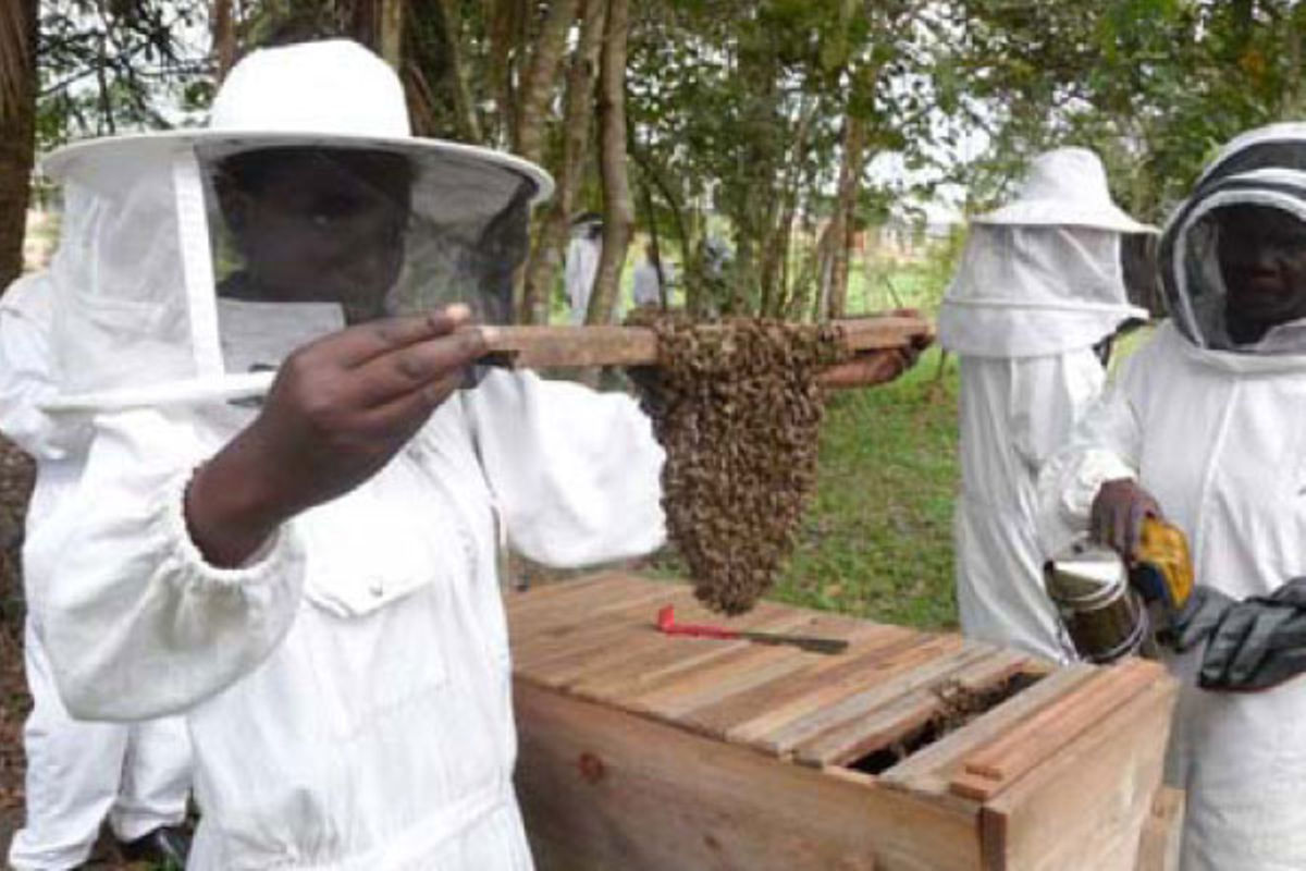 nuwashawn's tweet photo. President Yoweri Museveni supported apiary development projects distributing beehives and training empowering rural women and youth groups to produce honey wax and generate sustainable supplementary incomes. #whyugdecidedm7 https://t.co/SnKPaBcx0J