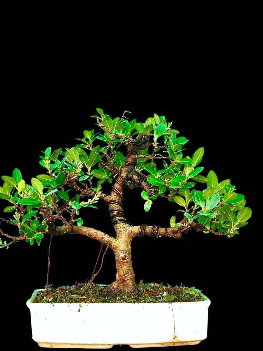 IBA_Bonsai's tweet photo. Ficus Microcarpa.Shoheen under training.
#bonsai #bonsaitree #bonsailove #bonsaiart #bonsailife 
Artist : Dr Mehrotra https://t.co/M9knfbSYhN