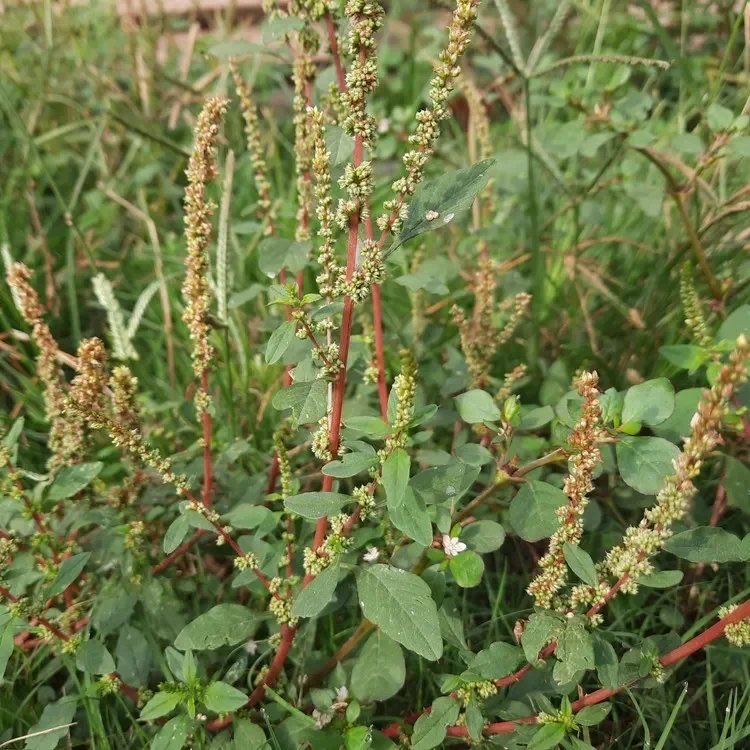 DaAcervo's tweet photo. AMARANTHUS SPINOSUS ou 
AMARANTE ESPINHOSA

Planta inteira ou Folhas

TRATA / REVERTE ⬇️

1.  Malária
2.  Diabetes mellitus
3.  Diarreia
4.  Disenteria
5.  Hemorroidas 
6.  Úlceras pépticas
7.  Dor de estômago
8.  Gonorreia
9.  Infecções do trato urinário (ITU)
10.  Cálculos renais (Nefrolitíase)
11.  Bronquite
12.  Asma
13.  Febre
14.  Menorragia (Menstruação abundante)
15.  Leucorreia (Corrimento vaginal)
16.  Hemorragia interna
17.  Anemia
18.  Constipação
19.  Problemas hepáticos
20.  Hepatite
21.  Hipertensão (Pressão arterial alta)
22.  Hiperlipidemia (Colesterol elevado)
23.  Reumatismo
24.  Gota
25.  Eczema
26.  Lepra
27.  Tinha
28.  Furúnculos
29.  Queimaduras
30.  Mordidas de cobra
31.  Dor de dente
32.  Dor de garganta
33.  Infecções bacterianas
34.  Infecções fúngicas
35.  Infecções virais
36.  Vermes intestinais (Helmintíase)
37.  Cólicas
38.  Edema (Retenção de líquidos)
39.  Icterícia
40.  GASTRITE

Preparação e Dosagem ⬇️

Adquira AMARANTE ESPINHOSA a granel, seque ao ar livre em local sombreado, protegido do sol direto, e triture em PÓ quando estiver 100% desidratada (leva cerca de uma semana ou menos).

Em seguida, FAÇA UMA INFUSÃO ou CHÁ com 1 colher de sopa de PÓ DE AMARANTE ESPINHOSA em meio litro de água fervente. 

Tampe e deixe infusionar por 10 a 15 minutos ou até ficar em temperatura agradável para beber.

NÃO COZINHE!

Coe: passe no coador e beba todo o líquido.
Faça isso uma vez por dia.
Você pode tomar por 14 a 28 dias ou mais (até obter os resultados desejados).

Não há efeitos colaterais negativos!

Para FERIMENTOS E PROBLEMAS DE PELE (USO EXTERNO):
Amasse folhas frescas sem água e aplique um emplastro sobre a pele 3 a 5 vezes ao dia até obter resultados.