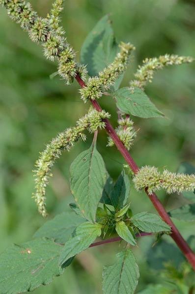 DaAcervo's tweet photo. AMARANTHUS SPINOSUS ou 
AMARANTE ESPINHOSA

Planta inteira ou Folhas

TRATA / REVERTE ⬇️

1.  Malária
2.  Diabetes mellitus
3.  Diarreia
4.  Disenteria
5.  Hemorroidas 
6.  Úlceras pépticas
7.  Dor de estômago
8.  Gonorreia
9.  Infecções do trato urinário (ITU)
10.  Cálculos renais (Nefrolitíase)
11.  Bronquite
12.  Asma
13.  Febre
14.  Menorragia (Menstruação abundante)
15.  Leucorreia (Corrimento vaginal)
16.  Hemorragia interna
17.  Anemia
18.  Constipação
19.  Problemas hepáticos
20.  Hepatite
21.  Hipertensão (Pressão arterial alta)
22.  Hiperlipidemia (Colesterol elevado)
23.  Reumatismo
24.  Gota
25.  Eczema
26.  Lepra
27.  Tinha
28.  Furúnculos
29.  Queimaduras
30.  Mordidas de cobra
31.  Dor de dente
32.  Dor de garganta
33.  Infecções bacterianas
34.  Infecções fúngicas
35.  Infecções virais
36.  Vermes intestinais (Helmintíase)
37.  Cólicas
38.  Edema (Retenção de líquidos)
39.  Icterícia
40.  GASTRITE

Preparação e Dosagem ⬇️

Adquira AMARANTE ESPINHOSA a granel, seque ao ar livre em local sombreado, protegido do sol direto, e triture em PÓ quando estiver 100% desidratada (leva cerca de uma semana ou menos).

Em seguida, FAÇA UMA INFUSÃO ou CHÁ com 1 colher de sopa de PÓ DE AMARANTE ESPINHOSA em meio litro de água fervente. 

Tampe e deixe infusionar por 10 a 15 minutos ou até ficar em temperatura agradável para beber.

NÃO COZINHE!

Coe: passe no coador e beba todo o líquido.
Faça isso uma vez por dia.
Você pode tomar por 14 a 28 dias ou mais (até obter os resultados desejados).

Não há efeitos colaterais negativos!

Para FERIMENTOS E PROBLEMAS DE PELE (USO EXTERNO):
Amasse folhas frescas sem água e aplique um emplastro sobre a pele 3 a 5 vezes ao dia até obter resultados.