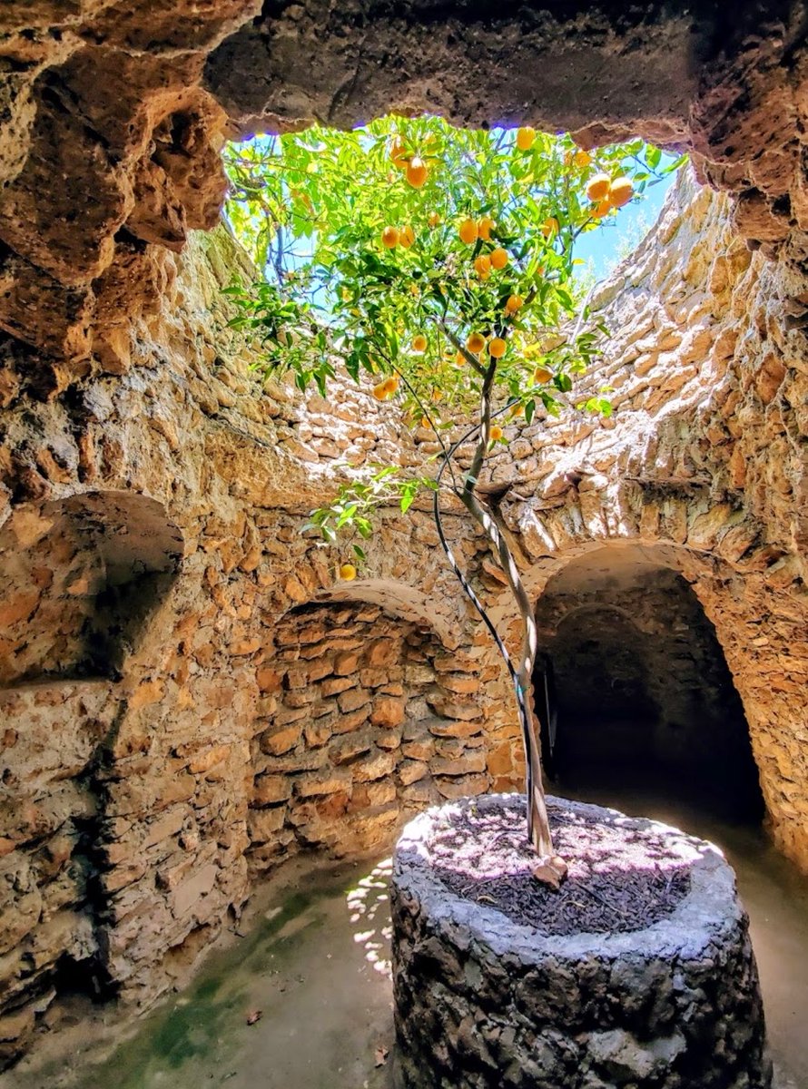 MoundLore's tweet photo. In the early 1900s, a Sicilian immigrant looked at California’s summer heat and decided the answer wasn’t a better house. 

Baldassare Forestiere arrived in the San Joaquin Valley expecting to grow citrus.  The ground gave him hardpan instead: a dense, cement-like layer under the surface that fought roots, held water, and made a normal orchard almost useless.

So he started digging.

For nearly forty years, mostly by hand, Forestiere cut almost ten acres under Fresno into rooms, tunnels, arches, courtyards, and gardens. Sun came down through openings. Air moved through shafts. Oranges, lemons, grapefruit, grapes, and pomegranates grew from sunken courts, with the worst of the San Joaquin Valley heat left above them.

He had no architecture degree. No engineering firm. No machinery doing the real work. Just hand tools, Sicilian memory, and a problem that kept getting deeper the longer he answered it.

The Forestiere Underground Gardens are usually treated like a roadside oddity. That undersells them. This is immigrant architecture, climate adaptation, stubborn farming, and one of the strangest built landscapes in America all sitting under the same patch of Fresno.

A failed orchard became a buried world.