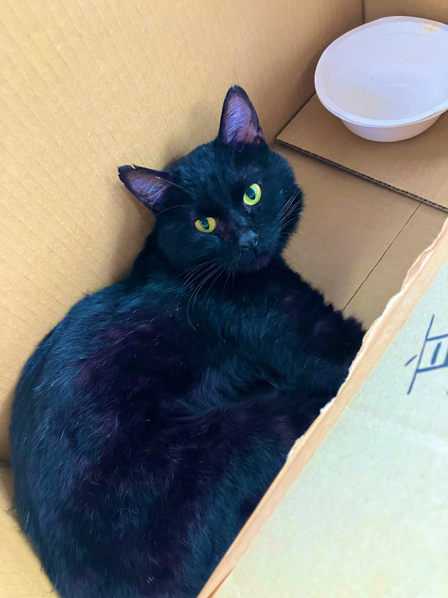 yomogimoja's tweet photo. 可愛いなあ。♡
段ボールの中で大人しくしてて、病院でもいい子だった。明日も病院がんばろうね。 https://t.co/OTMC8cFw6n