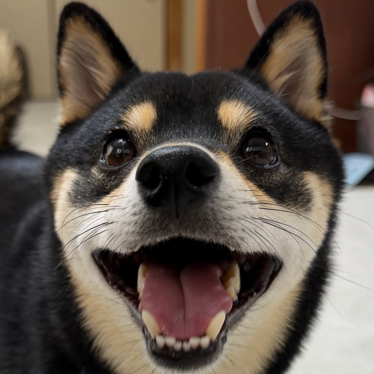 kuromamesasuke's tweet photo. んーーーー　まっ https://t.co/Ih8qU18eih