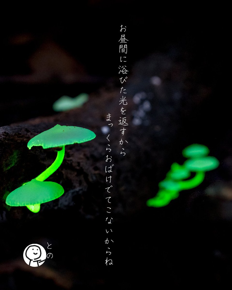 tonomozukasa's tweet photo. お昼間に浴びた光を返すからまっくらおばけでてこないからね

#tanka #短歌 #発光の灯 
もうすぐ1周年おめでとうございます🎉
素敵な企画に参加します🕯️ https://t.co/KmLmrwFt9E