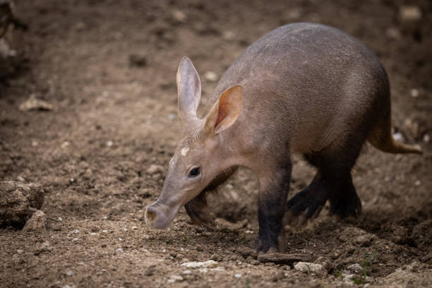 glorysummittour's tweet photo. The Aardvark, often mistaken for a pig or an anteater, is the only living member of its mammalian order. It is an expert digger with an incredibly long tongue and primarily feeds on ants and termites. #ExploreUganda #UniquelyOurs #VisitUganda #ExploreMore
https://t.co/sLgnJNCb3l https://t.co/XGm0LfbC9c