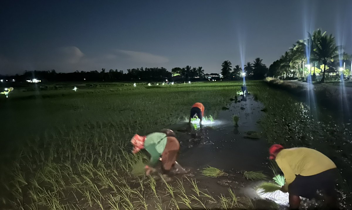 inquirerdotnet's tweet photo. FILIPINO FARMERS’ HARD WORK

LOOK: Long before sunrise, when most people are still asleep or about to sleep, farmers in Alicia, Isabela are already working in the rice fields to avoid the scorching heat. They start at 1 a.m. and end at 7 a.m., with one farmer saying they need to take advantage of the cooler weather. | @AdrianINQ 

READ MORE: https://t.co/EPpmH8Pe7W