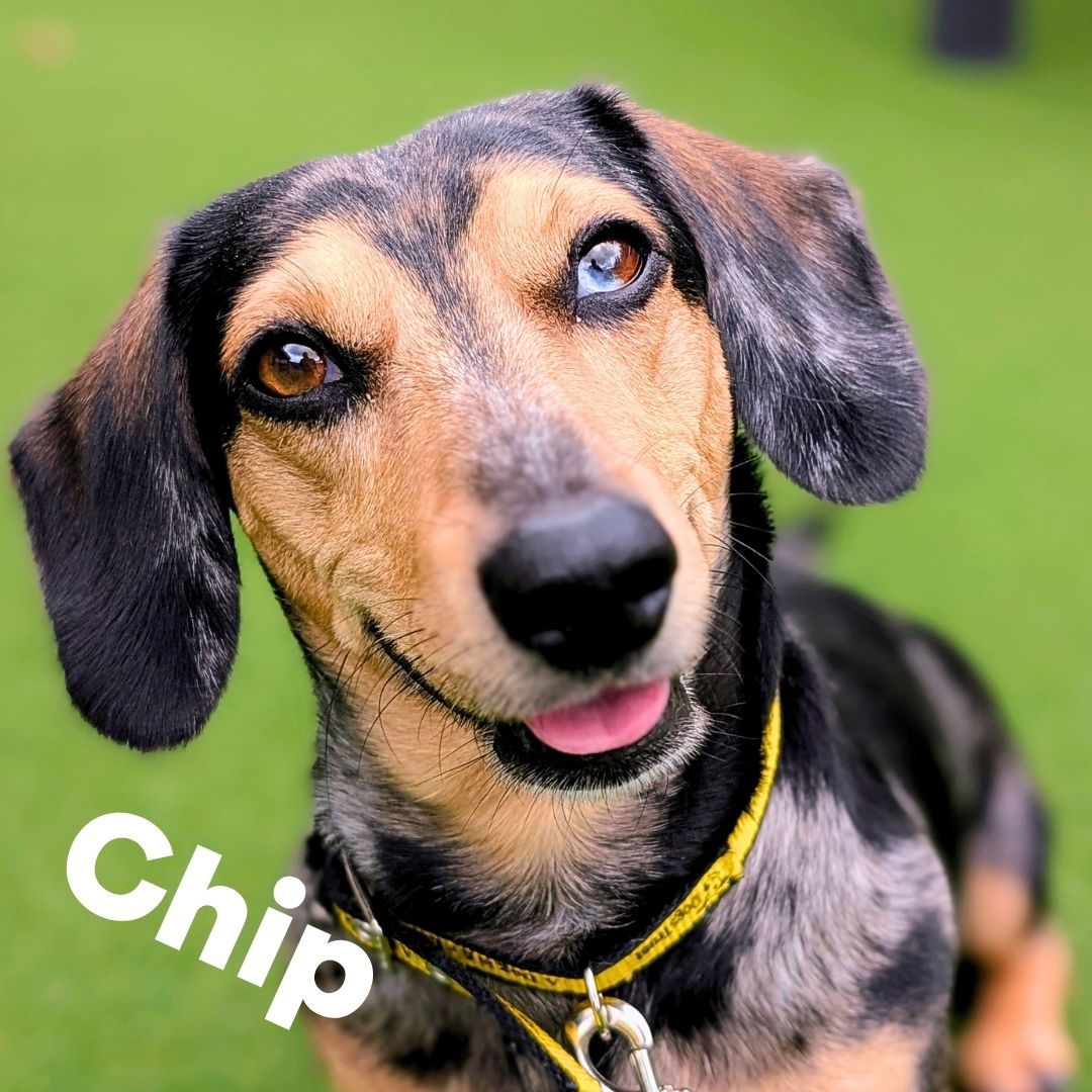 DTCardiff's tweet photo. 👀 We have plenty of dogs waiting for their forever homes. To meet your pawfect match, fill out an application online or visit our rehoming centre—our friendly team is here to help you find your new best friend! 🐾 #DogsTrust #DtCardiff #ComeVisit #AdoptDontShop https://t.co/kjkpBtNSSW