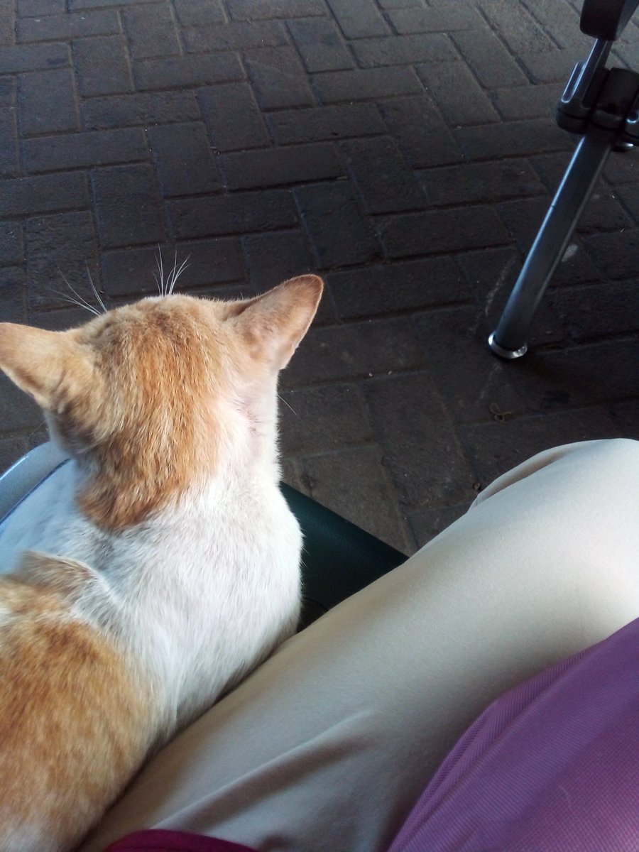 triitriias's tweet photo. @dsuperboy Lagi antar ortu berobat, ada kucing lewat, aku panggil sambil nepuk2 kursi, eh ternyata nurut dia langsung naik ke kursi. https://t.co/ziw3KtXjm5