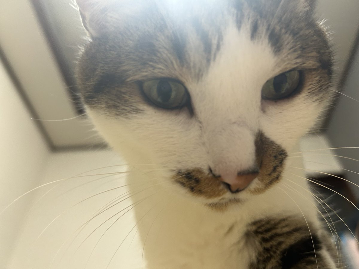 88oo_8's tweet photo. 仰向けで寝てたら猫がお腹の上に乗ってくるやつ https://t.co/e0sJdHoolB