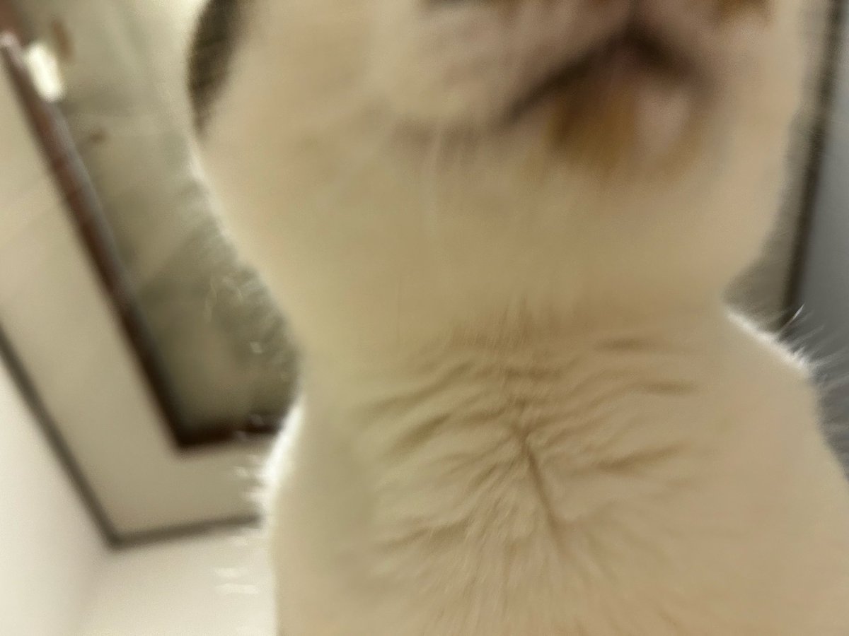 88oo_8's tweet photo. 仰向けで寝てたら猫がお腹の上に乗ってくるやつ https://t.co/e0sJdHoolB