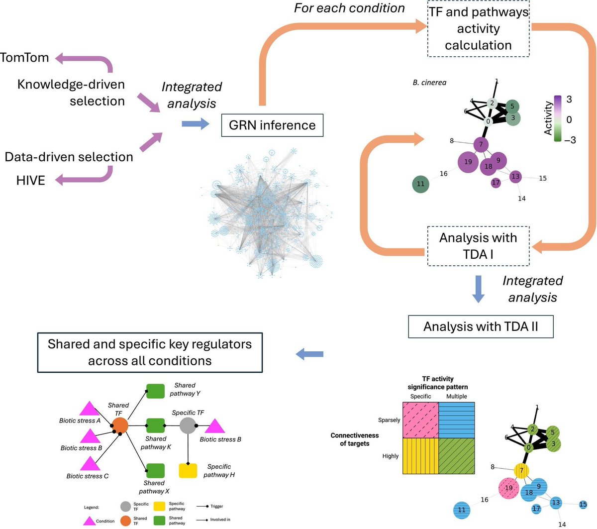 NewPhyt's tweet photo. Gene regulatory networks to decipher tomato multi-pathogen interactions 

Multari et al.

https://t.co/cNxkf9KOWL https://t.co/iu4hiWFNWz