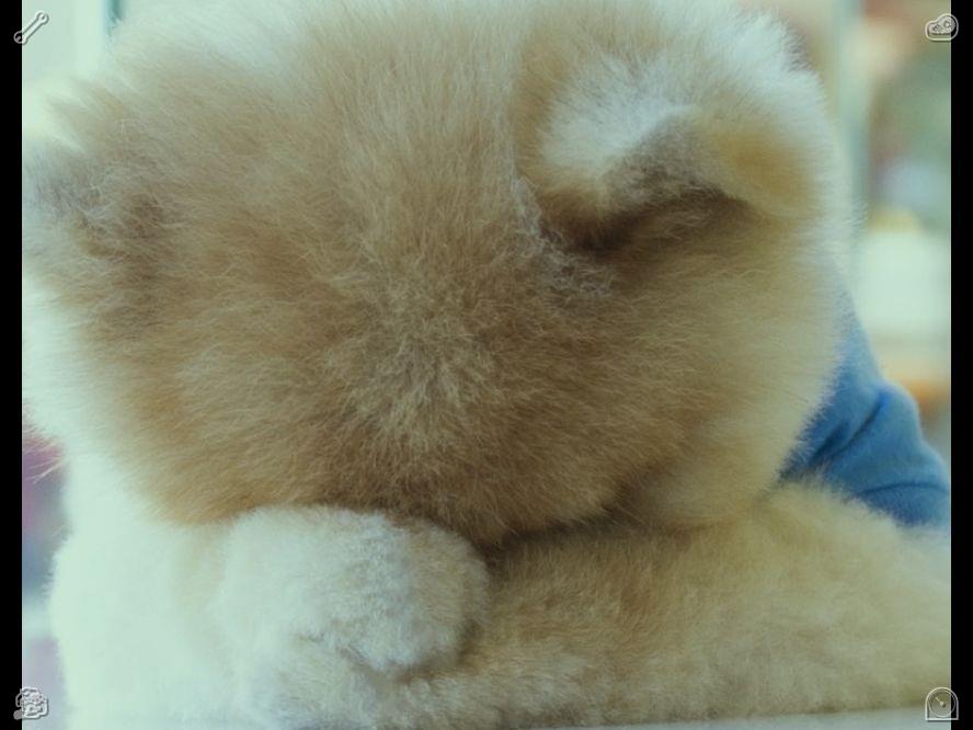 pencil_cheese's tweet photo. Be confident without being arrogant. Optimistic puppies transform idle waiting into peaceful rest, remaining free from anxiety or irritability. Their calm demeanor teaches us to value every small moment.🌔 https://t.co/qFaMZHaM8g