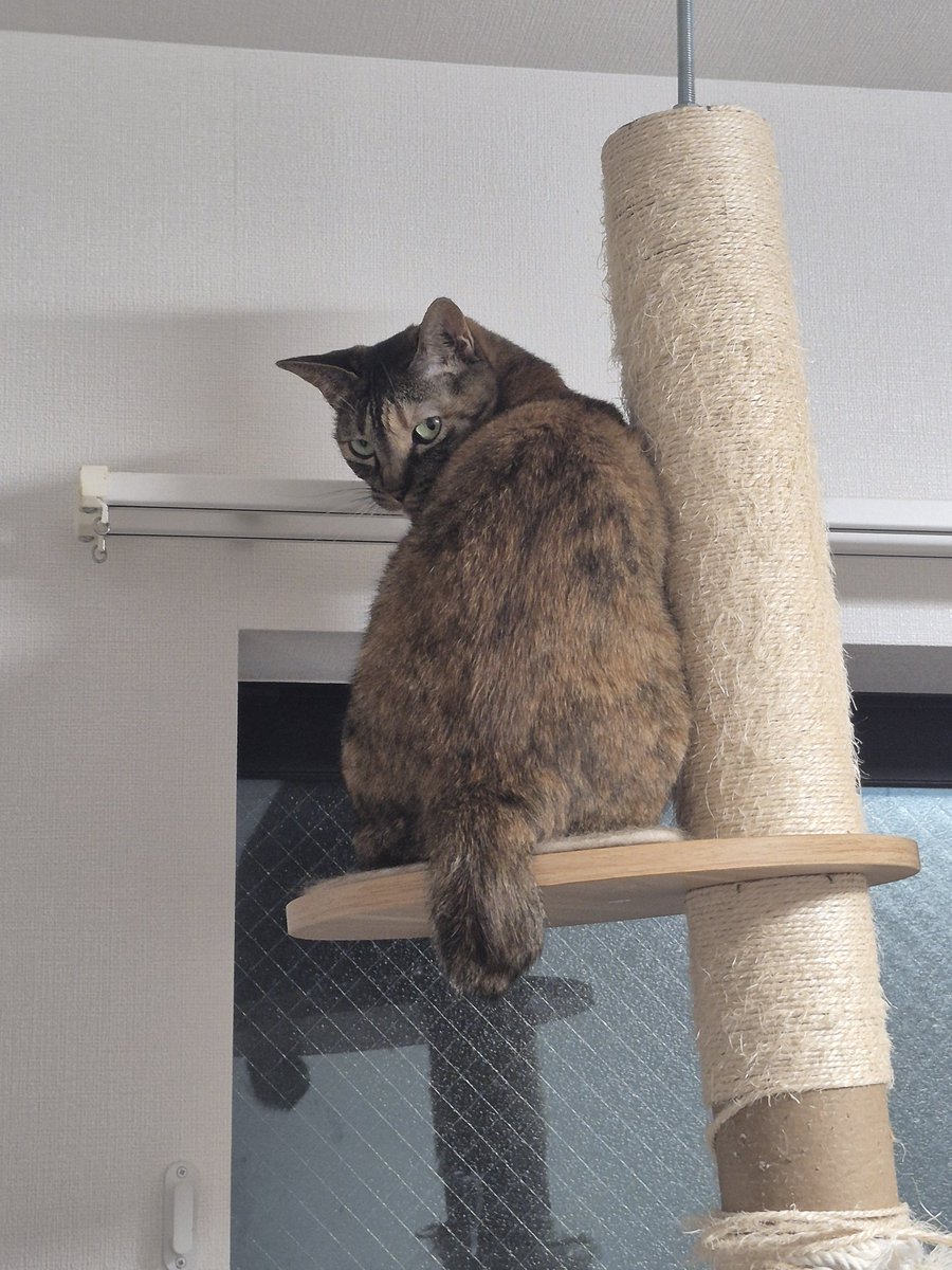 tortoiseclam's tweet photo. 見返り美猫  #要にゃんこ亭  #要にゃんこ亭卒業生 https://t.co/agop3nc9k9