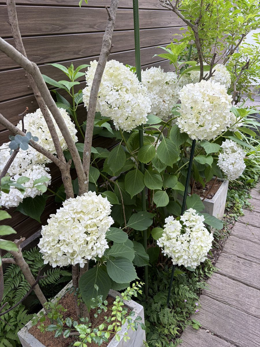 aokimi_2013's tweet photo. 庭の紫陽花、だんだん恒例の緑がかった色になってきました。この変化が好きです。

去年「芽かき」という方法をしたら、今年はたくさん花が咲いてくれました！

遅くに枝をバッサリ切って、翌年に花が咲かない人は、ぜひやってみてください。詳しくはインスタに。 https://t.co/J1o8E0racx