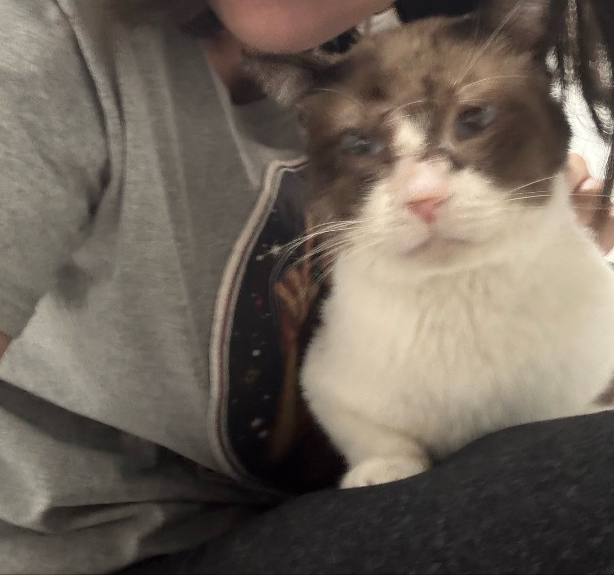 firstklove's tweet photo. EU IMPLORO ADOTEM O AMOR DA MINHA VIDA É O GATO MAIS QUERIDO DE TODO O UNIVERSO!!!!!! Nosso guerreiro venceu o abandono, a esporotricose e a pif e mesmo assim continua sendo extremamente carinhoso https://t.co/juKlZEPgwK