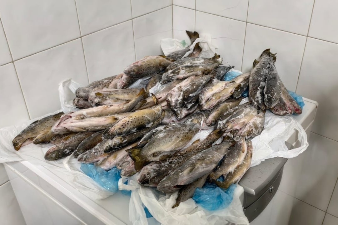 MAmbienteXunta's tweet photo. 🐟 Axentes ambientais da UICON decomisaron 11 kg de troitas en Silleda por comercio ilegal de peixe procedente da pesca deportiva

ℹ️ A infracción detectouse nun restaurante que as ofrecía para consumo a pesar de estar prohibida a súa comercialización

🔗 https://t.co/40iClKRYu0 https://t.co/IdOzgPaGLS
