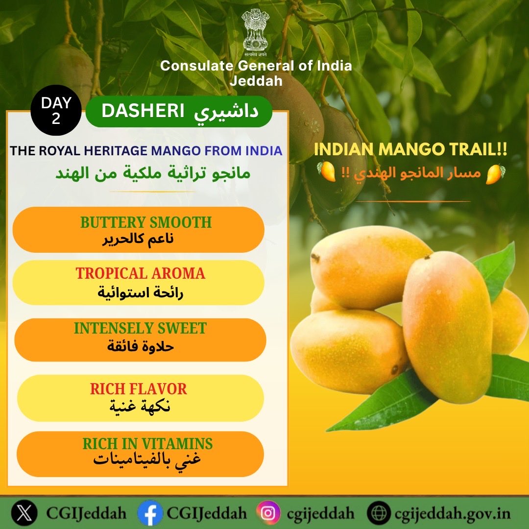 CGIJeddah's tweet photo. 🥭 Introducing Day 2 of #IndianMangoTrail

Dasheri Mango - The royal heritage mango of India. 

It is famous for its fiberless, sweet pulp and a distinct aroma that defines North Indian summers.  The intensely sweet flavor profile makes it a timeless favorite. 

 #Dasheri #MangoLovers #Indianmango

@MEAIndia @IndianDiplomacy @IndianEmbRiyadh @APEDADOC @DoC_GoI  @DPIITGoI