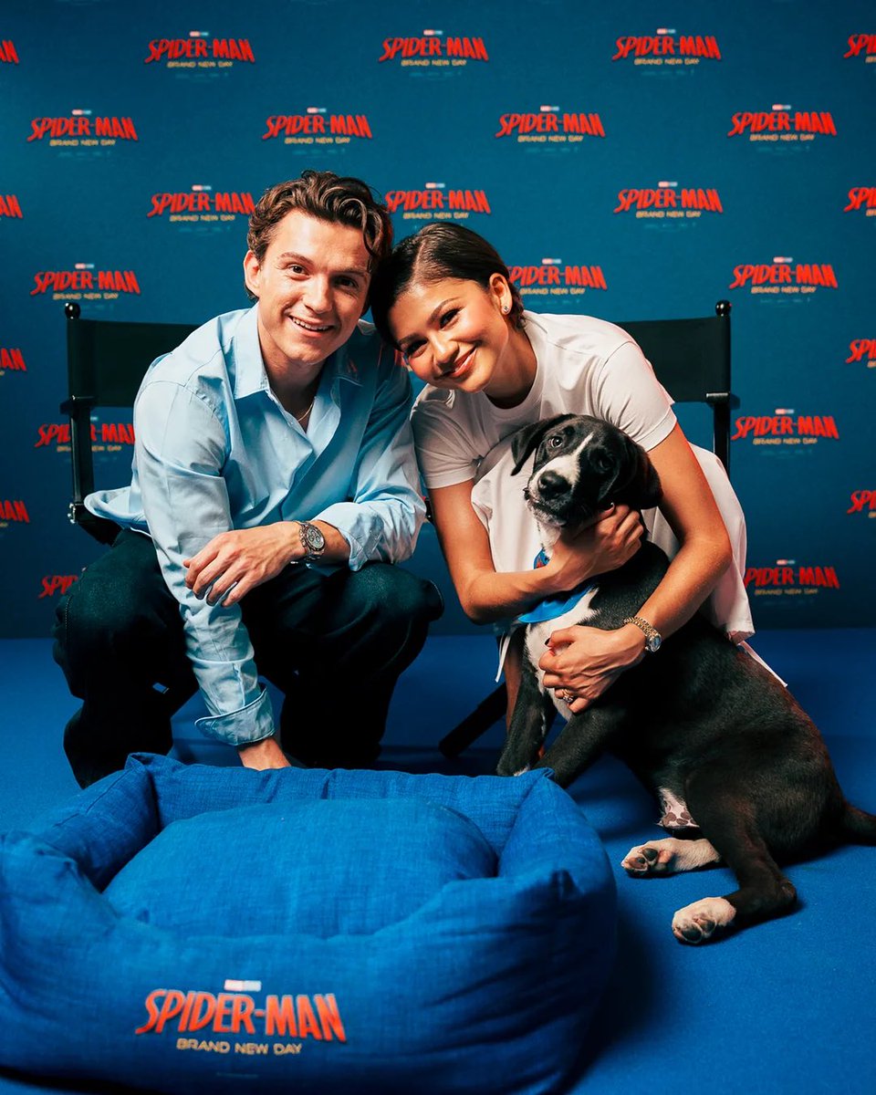 tomhollandbr's tweet photo. Com grandes poderes, vêm grandes adoções. 

Tom Holland e Zendaya participam de campanha de adoção promovido pela Sony Pictures da Itália para encontrar um novo lar para Marvel, Misty, Morris e Chantal. 

🐾: Para mais informações, acesse: https://t.co/OyLZeogWzj https://t.co/13DLdSlyAO