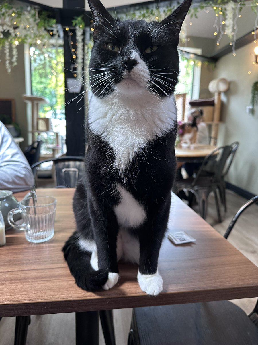 Pawsandclaws99's tweet photo. Some more of Bruno! #cats https://t.co/IJyR1BdtbZ