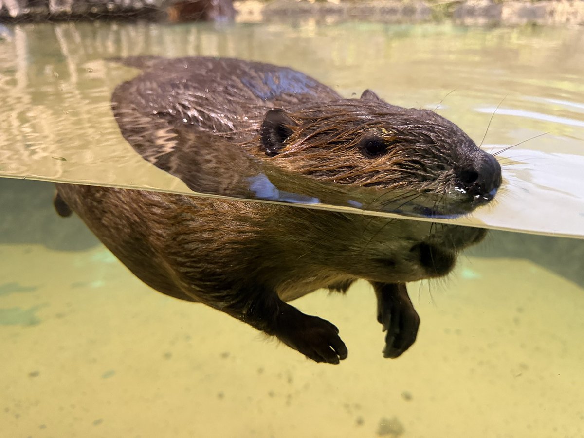 dam_app's tweet photo. マリンピア日本海、屋内だし水槽の前にベンチがあるしでニンゲンにも優しい環境なんだけど、暗いので私のしょぼしょぼデジカメではまったく役に立たず、ほとんどiPhoneで撮ってます…🥹 #ビーバー #マリンピア日本海 https://t.co/I9qSWSDsm4