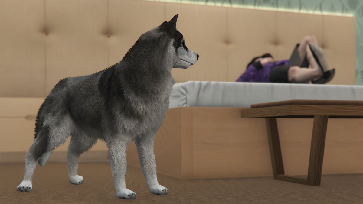 usany0n's tweet photo. 犬とおばちゃん

#gta5 https://t.co/faFMX136NE
