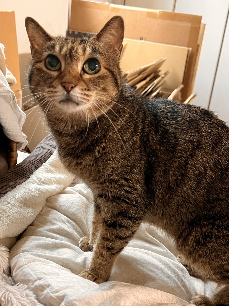 保護猫コハネ tweet media