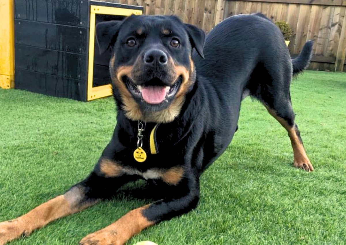 DT_WestCalder's tweet photo. Twiglet is still searching for her pawfect family!💛🥺

She is as cute as a button and truly the most loyal companion, particularly to her favourite handlers here at the centre!

If you think you could give Twiglet a home, please get in touch today🏡🐾

@dogstrust
#adoptdontshop
#adogisforlife
#Dogstrustwestcalder