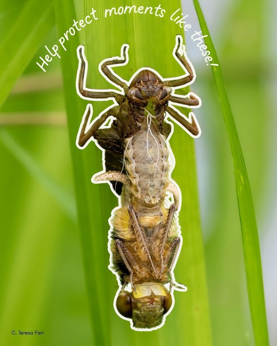 British Dragonfly Society (@BDSdragonflies) / Posts / X