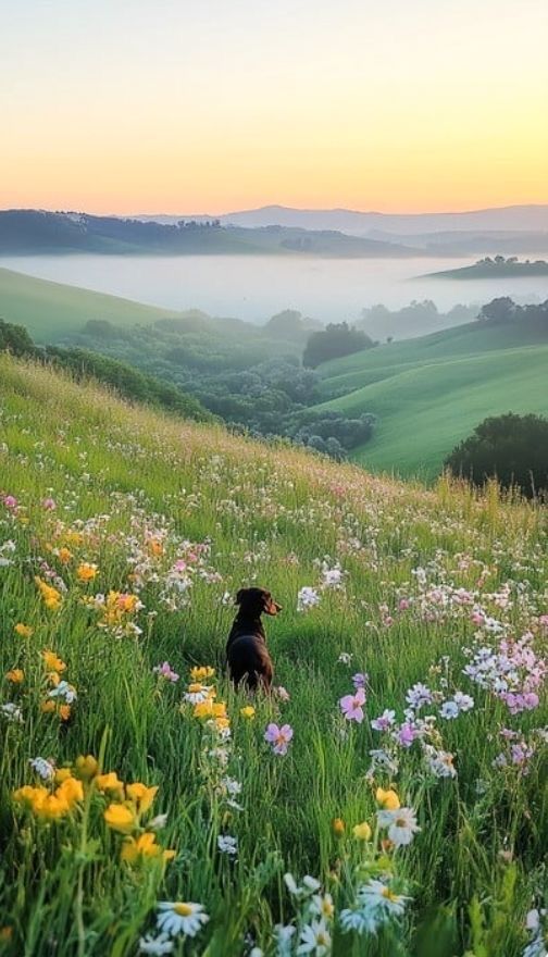ramblingsloa's tweet photo. The sky isn’t more beautiful if you have perfect skin. 
Music doesn’t sound more interesting if you have a six-pack. 
Dogs aren’t better company if you’re famous. 
Pizza tastes good regardless of your job title. 
The best of life exists beyond the things we are taught to crave.

Matt Haig