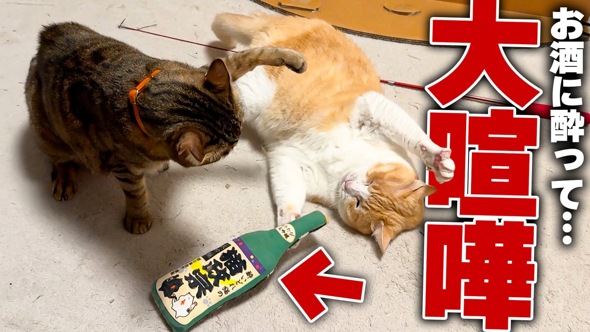 atsushi_314's tweet photo. 【家庭崩壊】酔っ払って気性が荒くなった猫が夫婦喧嘩を始めてしまいました…。 https://t.co/zqlNS367qq @YouTubeより 

本日の動画です、、、まるでロビンが酒クズDV男みたいじゃないか…！！！🍺
酒瓶を持ちながら喧嘩してるティガロビをご賞味あれ🍶 https://t.co/gpxzQ4wE03