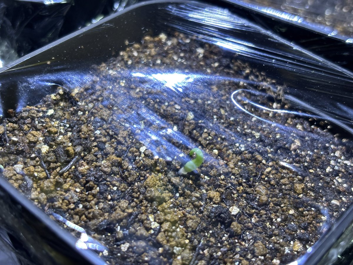 moss_obs's tweet photo. まだ一個だけだけど発芽してる https://t.co/k7qUOlr6kf