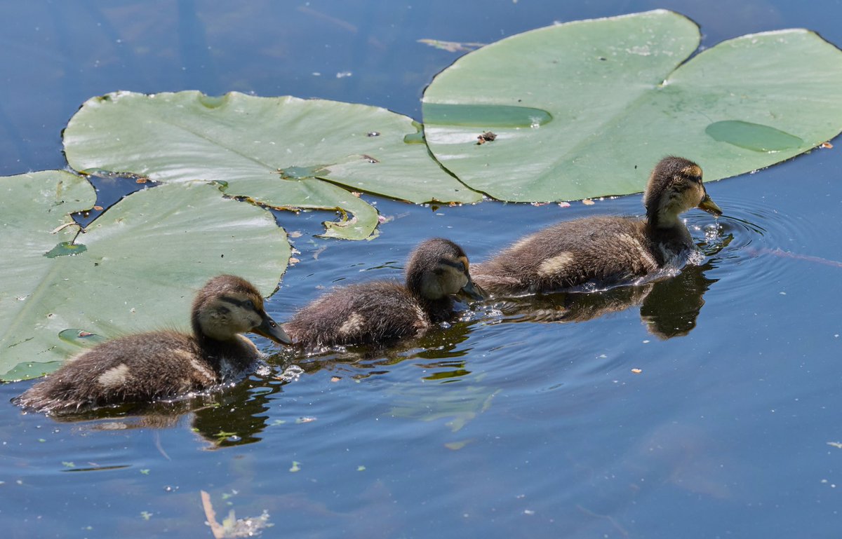 paulhayes55's tweet photo. Got all my Ducklings in a row. https://t.co/z4gifwRBVP