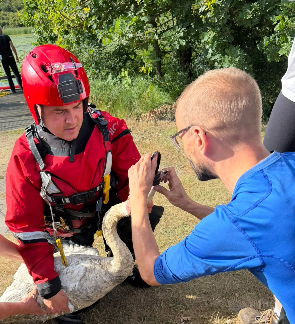 DWFireRescue's tweet photo. It's just the one swan, actually... after being caught up in fishing line, this swan was brought to safety by Poole firefighters yesterday, before being taken to the vet to have the line and hook removed. #NotJustFires #SwanSafety https://t.co/4dTgjaNHm5