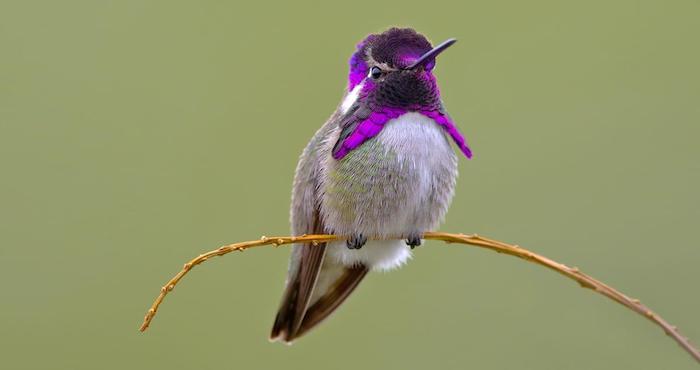 sarahlivingliv's tweet photo. Tiny wings, endless energy, and a little bit of magic in every visit. A hummingbird at the feeder is the highlight of my day.
#Hummingbird #Hummingbirds #BirdWatching #BirdLovers #BackyardBirding #BirdPhotography #NatureLovers #GardenLife #PollinatorGarden #WildlifeGarden https://t.co/m1UMQN6Obm