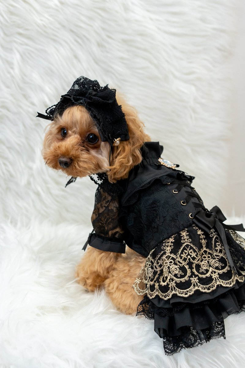 Noa20191123's tweet photo. 愛犬を世界一の“お人形”に仕立てる、漆黒とゴールドの最高峰ドレスが完成しました。
(ドレス&ヘッドドレス 豪華2点セット)
お揃いのヘッドドレスでゴスロリの世界へ✨️
https://t.co/0tqELOwfW1
#NMCollection #犬服ゴスロリ #犬服ロリータ https://t.co/i5KvzhHRnR