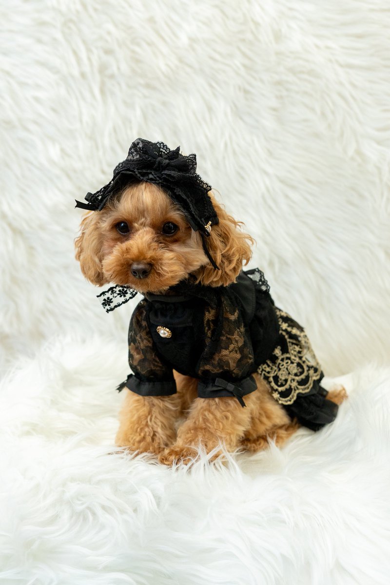 Noa20191123's tweet photo. 愛犬を世界一の“お人形”に仕立てる、漆黒とゴールドの最高峰ドレスが完成しました。
(ドレス&ヘッドドレス 豪華2点セット)
お揃いのヘッドドレスでゴスロリの世界へ✨️
https://t.co/0tqELOwfW1
#NMCollection #犬服ゴスロリ #犬服ロリータ https://t.co/i5KvzhHRnR