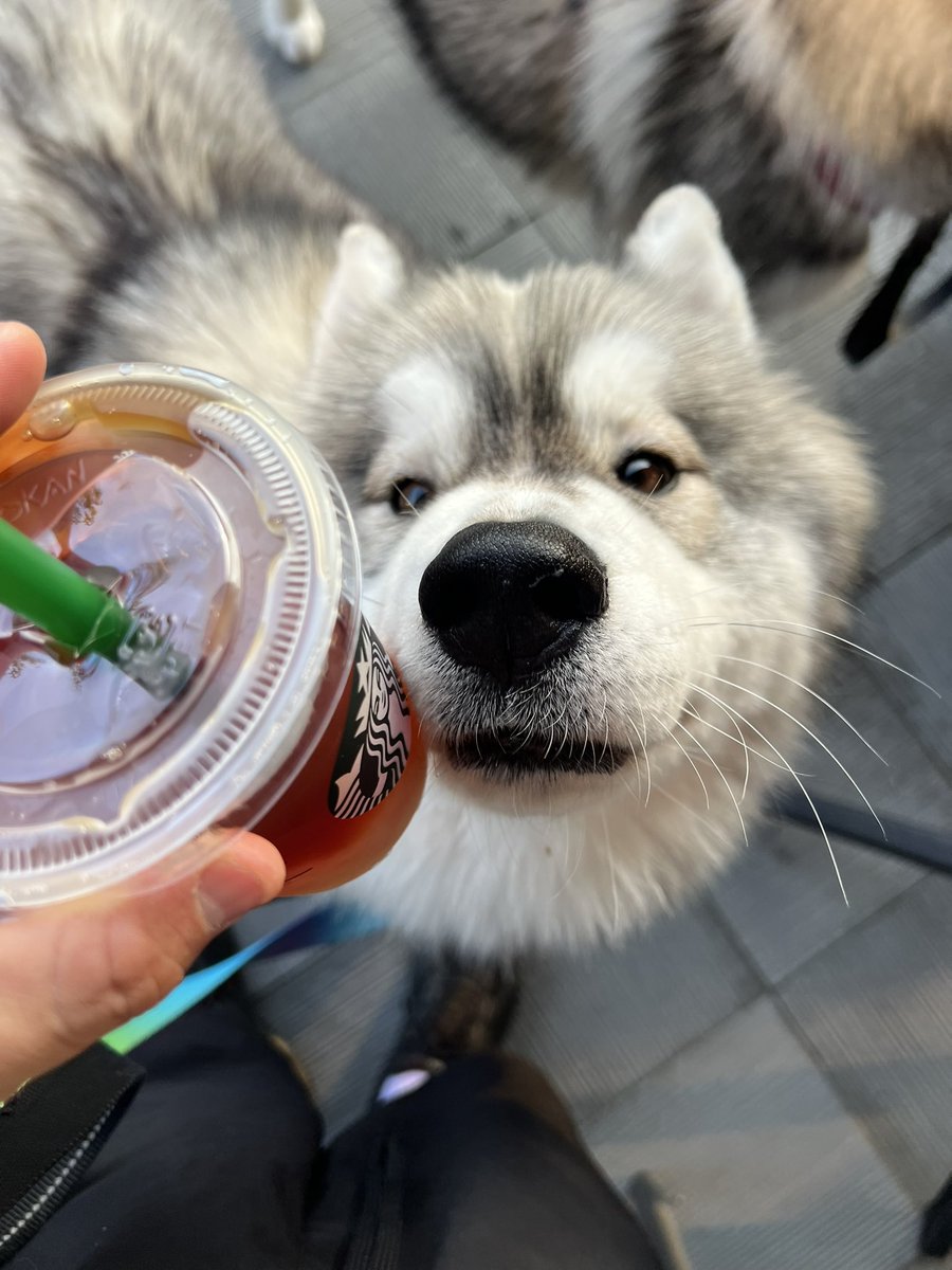 09_knhr's tweet photo. たまに草でほぼ犬の生活
しれっと全国紙の雑誌に載っていく https://t.co/p0rQ3d1GTx