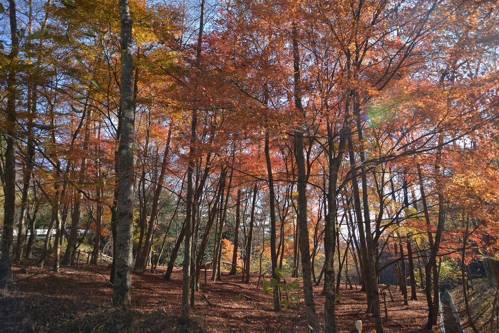OtsukiCosplay's tweet photo. 【きいてみたい👂】
夏の前に秋の話で恐縮ですが…
紅葉のシーズンに、山奥にある紅葉のロケーションにご案内するイベントの開催を検討しています🍁
バスは進禁止の場所にあるので、少人数でロケーションを撮影できる環境を提供したいと考えています。
ご興味ある方は、いいね&amp;RP嬉しいです✨ https://t.co/BFL9LpNPe1