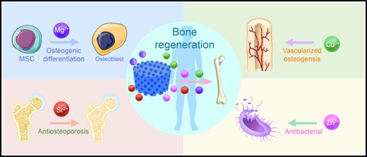 Lab3dHulp's tweet photo. 🧩Strategic incorporation of metal ions in bone regenerative scaffolds: multifunctional platforms for advancing osteogenesis, by #RB

⚓️https://t.co/gVpR7gQh10

#Lab3DHulp #MAXILOLAPAZ #Bioimpresion3D #Planificacion3D #FabricacionAditiva #CirugíaNavegada #ComputaciónCuántica https://t.co/eiBeteroqv