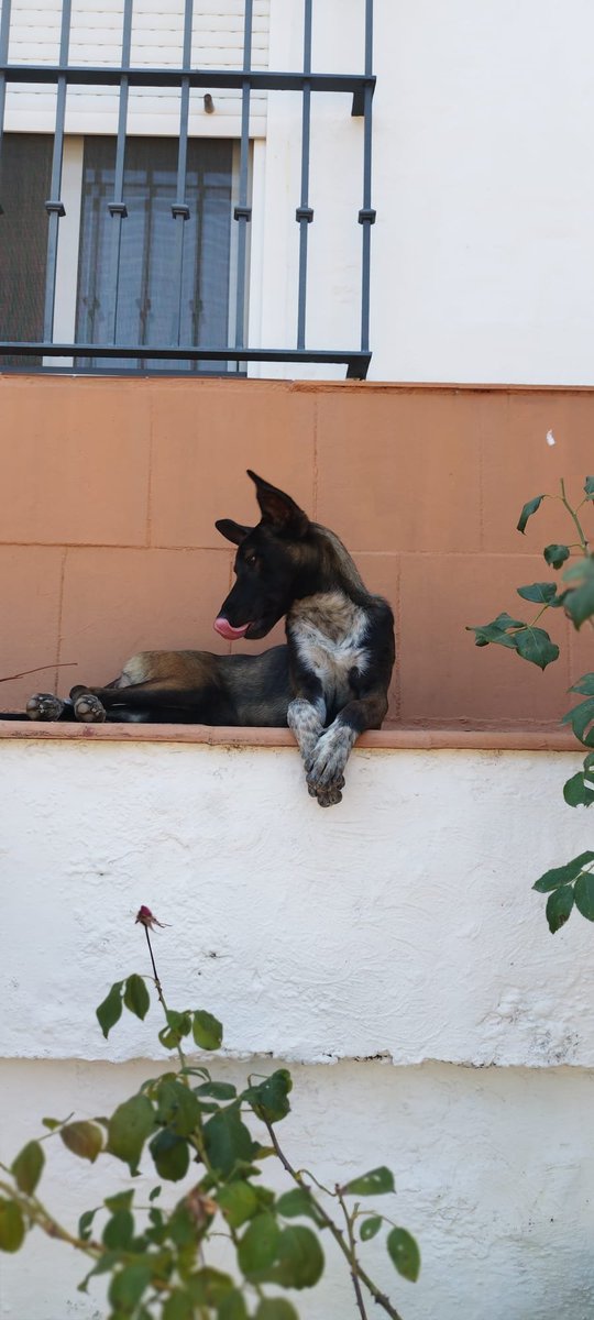 SilviaMylo's tweet photo. La tiraron de un coche, les dio igual el dolor y el que la pobre criatura  no entendía lo que estaba pasando 💔😢
Es una preciosa cachorrita de malinoise, inteligente, los que más de todos, también muy deportistas, tienen que hacer deporte, estar con personas que los puedan sacar 🙏🏻
Está acogida pero no se la pueden quedar 😞
Pueblo de Sevilla
+34 676 18 05 60