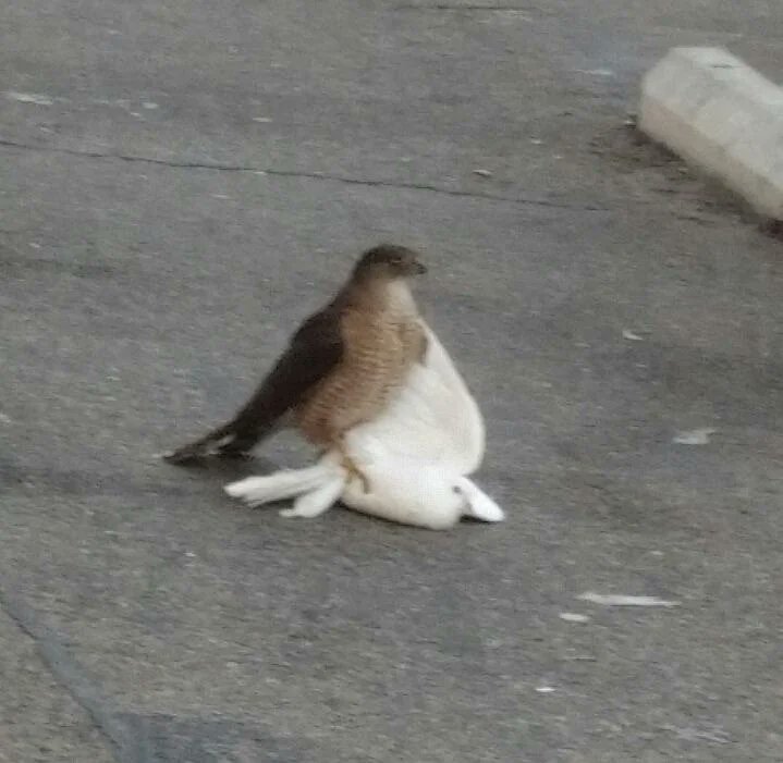 giveashitnature's tweet photo. A follower told me they watched a hawk grab a released doves out of the air at a funeral, right in front of the grieving family. "It wasn't inspirational." 

Wildlife rehabbers will tell you that's not an unusual outcome.

The white birds sold for wedding and funeral releases aren't doves. They're domestic pigeons bred for appearance with no survival instincts outside a coop. When released, they have a poor ability to navigate, little to no predator awareness, and no way to find food. Hawks, cars, windows, and starvation take most of them within days.

Even professional releases using trained homing pigeons kill birds. Homing pigeons can navigate, but they get picked off by raptors in flight, hit by cars when they land exhausted, and exposed to disease on the trip back. Wildlife rehabbers receive them regularly, emaciated, injured, and sick.

There is no version of this where the birds fly away and live happily somewhere. The reality is a 15-second photo moment that required traumatizing a domestic animal with no ability to survive what comes next.

Bubbles, sparklers, dried flower petals, and ribbon throws all photograph beautifully. None of them end up in a hawk's talons in front of a grieving family.

If someone you know is planning a release, tell them. The tradition sounds meaningful, but the bird's experience of it is not.