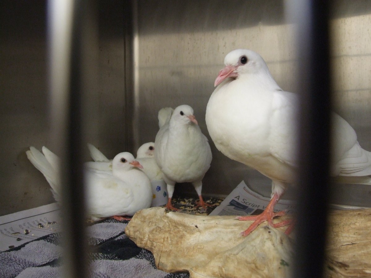 giveashitnature's tweet photo. A follower told me they watched a hawk grab a released doves out of the air at a funeral, right in front of the grieving family. "It wasn't inspirational." 

Wildlife rehabbers will tell you that's not an unusual outcome.

The white birds sold for wedding and funeral releases aren't doves. They're domestic pigeons bred for appearance with no survival instincts outside a coop. When released, they have a poor ability to navigate, little to no predator awareness, and no way to find food. Hawks, cars, windows, and starvation take most of them within days.

Even professional releases using trained homing pigeons kill birds. Homing pigeons can navigate, but they get picked off by raptors in flight, hit by cars when they land exhausted, and exposed to disease on the trip back. Wildlife rehabbers receive them regularly, emaciated, injured, and sick.

There is no version of this where the birds fly away and live happily somewhere. The reality is a 15-second photo moment that required traumatizing a domestic animal with no ability to survive what comes next.

Bubbles, sparklers, dried flower petals, and ribbon throws all photograph beautifully. None of them end up in a hawk's talons in front of a grieving family.

If someone you know is planning a release, tell them. The tradition sounds meaningful, but the bird's experience of it is not.