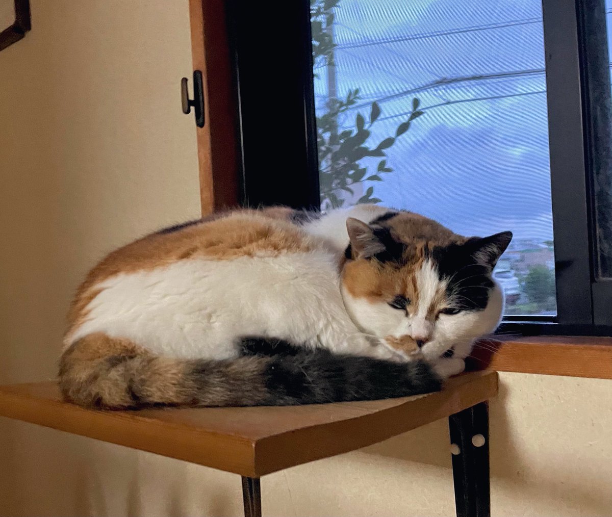 にゃんころもち (@sakura_nyancolo) / Posts / X