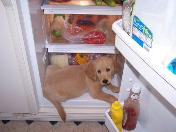 puppies_video's tweet photo. Crazy puppy! https://t.co/4DKyZP1GxP